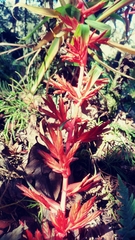 Tillandsia guatemalensis