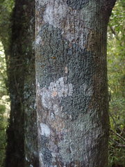 Pannaria implexa