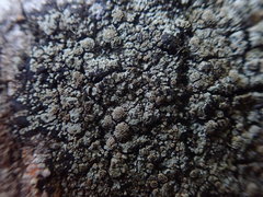 Pannaria implexa