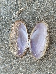 Hiatula nitida