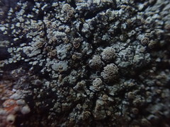 Pannaria implexa
