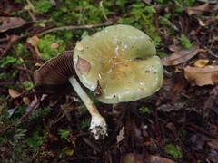 Cortinarius viridipileatus
