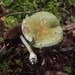 Cortinarius viridipileatus - Photo (c) Marley Ford, some rights reserved (CC BY-NC-SA), uploaded by Marley Ford