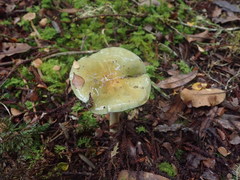 Cortinarius viridipileatus