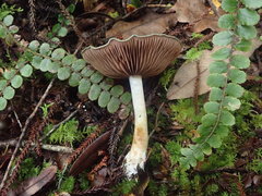 Cortinarius viridipileatus