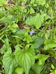 Viola sororia