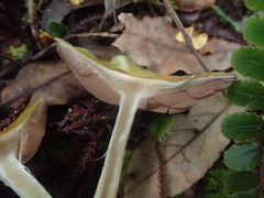 Cortinarius viridipileatus