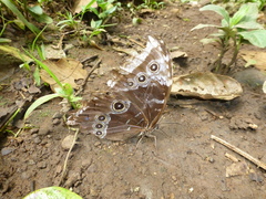 Morpho helenor narcissus