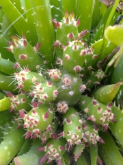 Austrocylindropuntia subulata