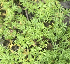 Floerkea proserpinacoides