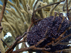 Astrophyton muricatum