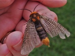 Graphelysia strigillata