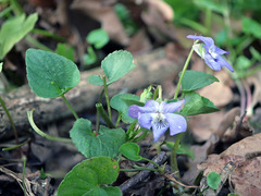 Viola × bavarica