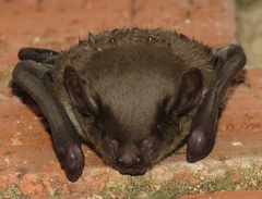 Scotophilus dinganii