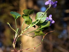 Viola × bavarica