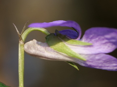Viola × bavarica