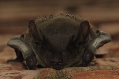 Scotophilus dinganii