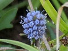 Eryngium integrifolium