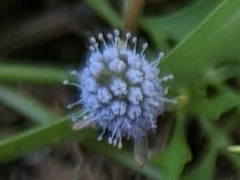 Eryngium integrifolium