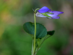 Viola × bavarica