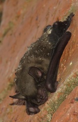 Scotophilus dinganii