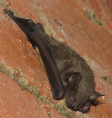 Scotophilus dinganii