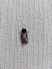 Xanthopastis timais