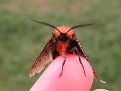 Graphelysia strigillata