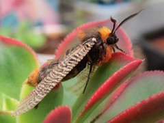 Graphelysia strigillata