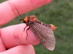 Graphelysia strigillata