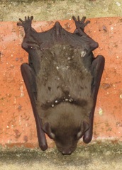 Scotophilus dinganii