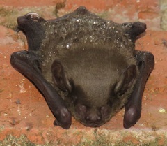 Scotophilus dinganii