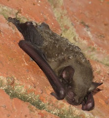 Scotophilus dinganii