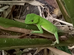 Enyalius