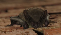 Scotophilus dinganii