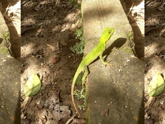 Enyalius