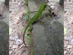 Enyalius