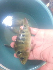 Amphilophus trimaculatus