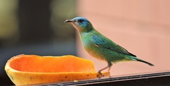Dacnis cayana