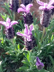 Lavandula stoechas