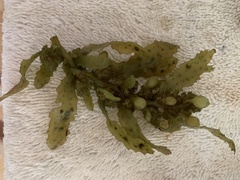 Sargassum aquifolium