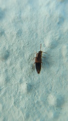 Staphylinoidea