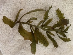 Sargassum aquifolium