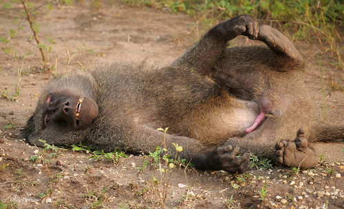 Olive Baboon