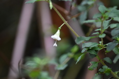 Fuchsia microphylla