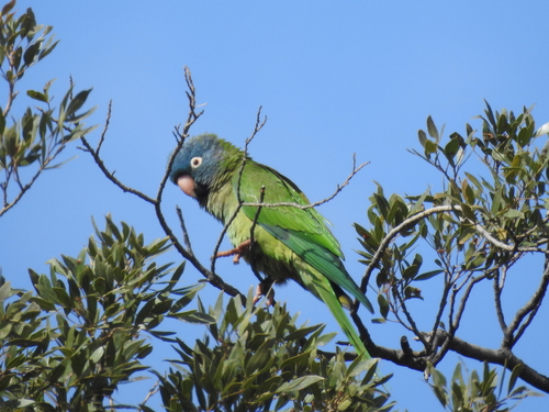 Blue-crowned Parakeet