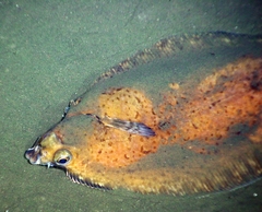 Dover Sole photo 4