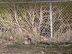 Sylvilagus floridanus