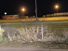 Sylvilagus floridanus