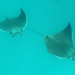 Smoothtail Devil Ray - Photo (c) Ricardo Betancur, some rights reserved (CC BY-NC-ND)